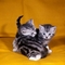 Gratis Gccf registrado gatitos rusos - Foto 1