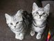 Gratis Listo tica registro ruso azul gatitos - Foto 1