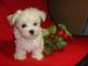 Gratis regalo bichon maltes toy