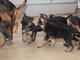 Gratis Regalo cachorros Pastor aleman para adopcion libre - Foto 1