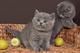 Gratis regalo de british shorthair gatitos