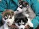 Gratis Regalo Husky Siberiano cachorros con ojos azules - Foto 1