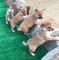 Gratis shiba inu camada de cachorros rojos