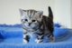 Gratis tonkinese gatitos disponibles