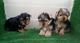 Gratis yorkshire cachorros miniatura en adopción
