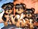 Gratis yorkshire toy/terrier