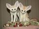 Gratis zorros fennec adorables ansd sociables disponibles