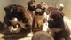 Hermosa camada de American Akita cachorros para la venta - Foto 1