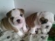 Hermosa camada de chunky KC Reg bulldog cachorros - Foto 1
