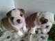 Hermosa camada de chunky kc reg bulldog cachorros