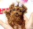 Hermosos Cachorros Mini Caniches disponible! - Foto 1