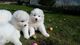 Hermosos cachorros samoyedos