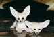 Hogar levantado fennec fox