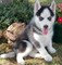 Husky siberiano con los ojos azules para la adopción