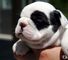 Impresionantes cachorros bulldog frances