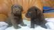 Labrador Retriever maravillosos ejemplares de padres con pedigree - Foto 1