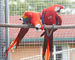 Macho ala verde macaw para la venta muy manso y hablar viene con - Foto 1
