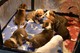 Macho y hembra Beagle Pups lo K.C Registrado - Foto 1