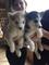 Macho y hembra cachorros husky siberiano para