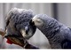 Papagayo africano gris del Congo con los papeles - Foto 3