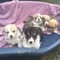 Pembrokeshire corgi cachorros, 2 perras y 4 perros