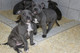 Pitbull cachorros para la adopcion