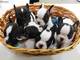 Preciosa camada de cachorros de bulldog francés disppnibles - Foto 1