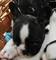 Preciosa camada de cachorros de bulldog francés disppnibles - Foto 3