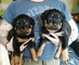 Preciosa camada de cachorros rottweiler, - Foto 1