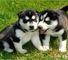 Raza pura cachorros siberian husky