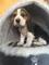 Regalo beagle pedigree loe nacinoal