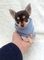 Regalo cachorros chihuahua