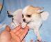 Regalo Cachorros Chihuahua Mini toy - Foto 1