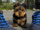 Regalo cachorros toy , de yorkshire terrier