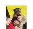Regalo cachorros yorkshire terrier para usted