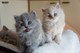 Regalo de british shorthair gatitos