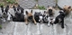 Regalo Espectacular camada de Bulldog frances - Foto 3