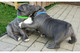Regalo pitbull terrier cachorros gratis - Foto 1