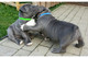 Regalo pitbull terrier cachorros gratis