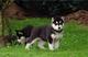 Registrados Perros de raza pura siberianos - Foto 1