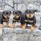 Rottweiler hembra con certificado de pedigri