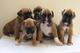 Se venden cachorros boxer de calidad, - Foto 1