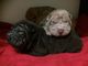 Shar Pei cachorro, Kc, última chica de la camada - Foto 1