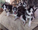 Siberian husky cachorros 11 semanas 2 mujeres y