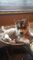 Siberian Husky cachorros para venta el - Foto 1
