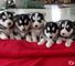 Siberian Husky Puppies para la venta - Foto 1