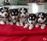 Siberian husky puppies para la venta