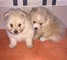 Taza Plues cachorros Pomeranian listo en adopcionl - Foto 1