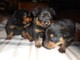 Tenemos una impresionante camada de rottweiler