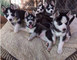 Tengo una litera kc del husky siberiano magnífico para la venta - Foto 1